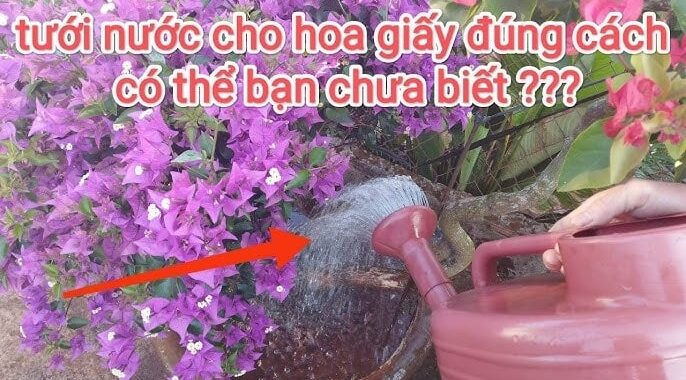 Cho hoa giấy “uống” thứ nước này, hoa nở bung từng chùm từ gốc đến tận ngọn