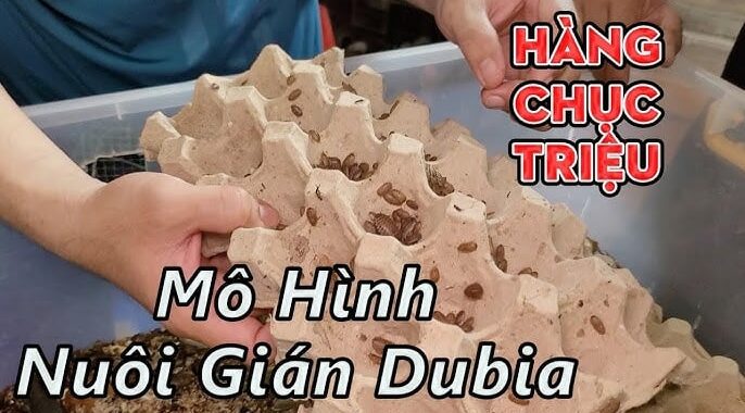 Nuôi loài độc lạ ai cũng chê bẩn, anh nông dân đút túi hàng chục triệu đồng/tháng